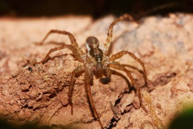 Arka planda eski ahşap üzerine zıplayan örümceğin makro fotoğrafı