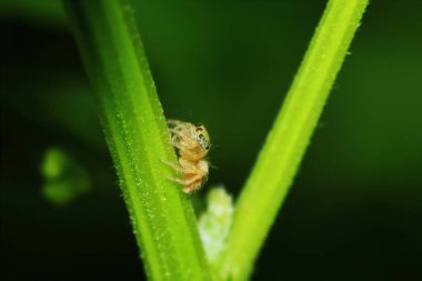 Zıplayan örümceğin Yeşil Yaprak üzerindeki makro fotoğrafı