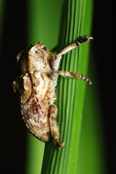 Gevaarlijk Voor Plant Insect Stank Bug Close — Stockfoto