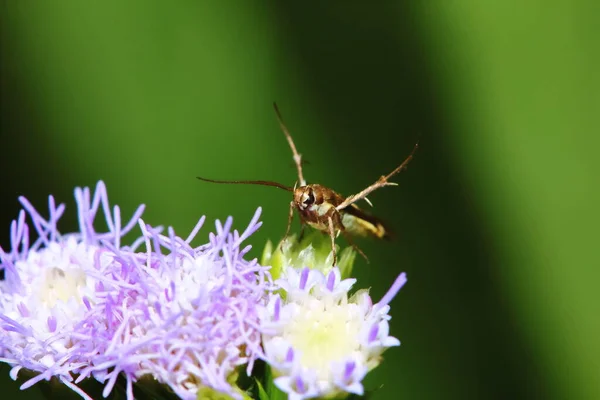 식물의 냄새가 벌레가 가까이 있으면 위험하다 — 스톡 사진