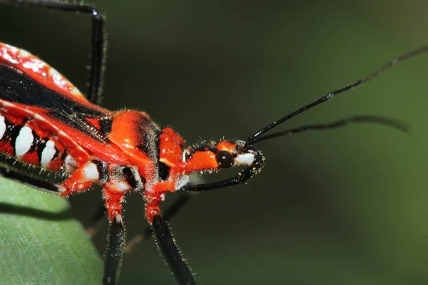 Close Mooi Roofdier Bug Vers Bos Voor Frisse Natuur Achtergrond — Stockfoto