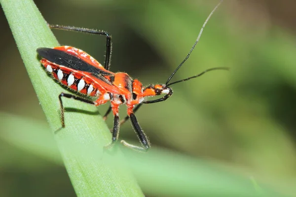 Close Belo Predador Bug Floresta Fresca Para Fundo Natureza Fresca — Fotografia de Stock