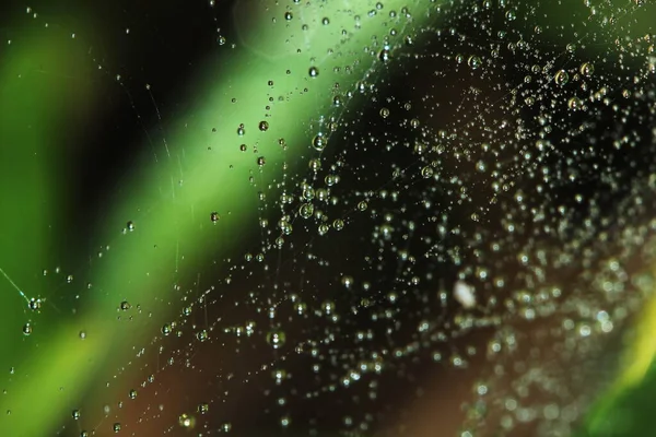 Hermosa Gota Tela Araña Planta Semilla Naturaleza Para Backgroud — Foto de Stock