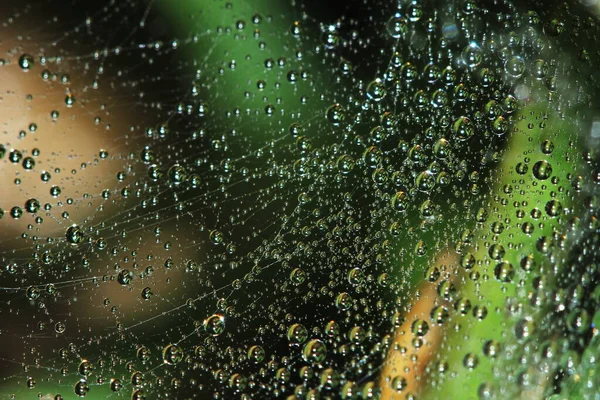 Gyönyörű Csepp Pókháló Vagy Vetőmag Növény Természetben Háttér — Stock Fotó