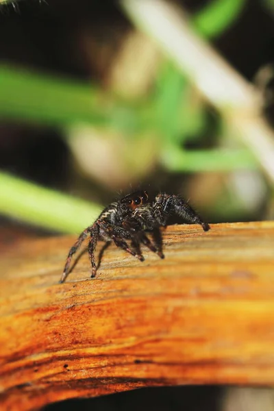 Macro Fotografia Salto Ragno Legno Secco Natura Sfondo — Foto Stock