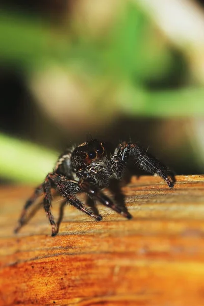 在自然干燥木材上跳跃蜘蛛的宏观摄影背景 — 图库照片