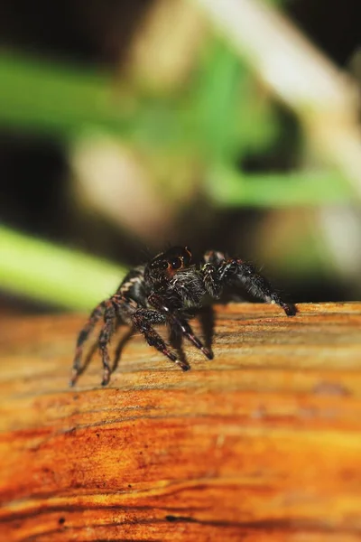 Macro Fotografia Jumping Spider Madeira Seca Natureza Para Fundo — Fotografia de Stock