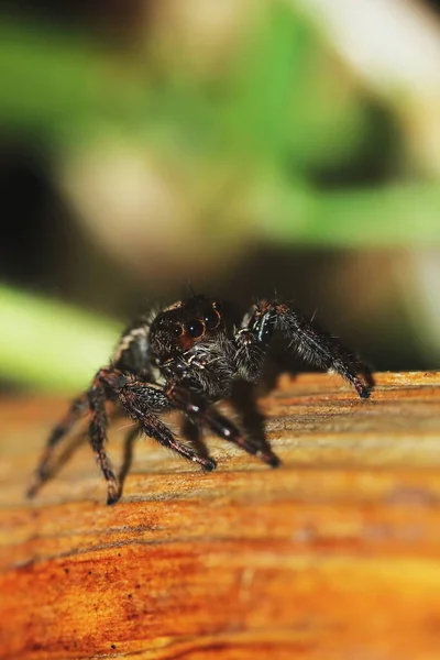 Makro Fotografia Jumping Spider Suchym Drewnie Naturze Tle — Zdjęcie stockowe