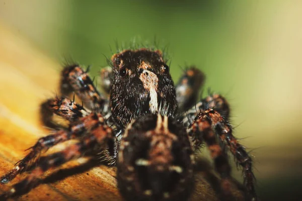 Macro Fotografía Salto Araña Sobre Madera Seca Naturaleza Para Fondo —  Fotos de Stock