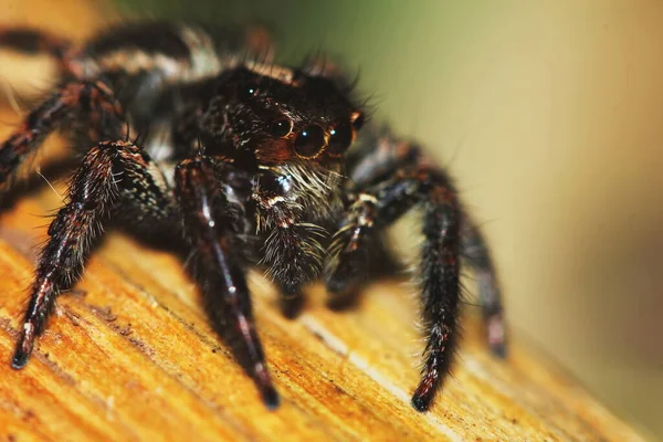 Makrofotografie Der Springenden Spinne Auf Trockenem Holz Der Natur Als — Stockfoto