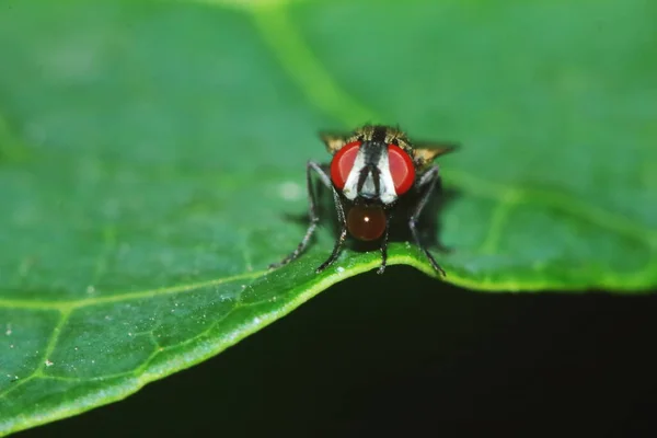 Pequeños Insectos Mosca Hoja Verde Macrofotografía Sobre Fondo — Foto de Stock