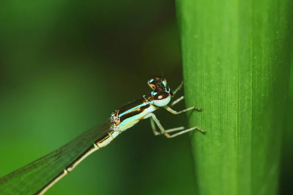 Macro Image Libellule Dans Nature Pour Fond — Photo