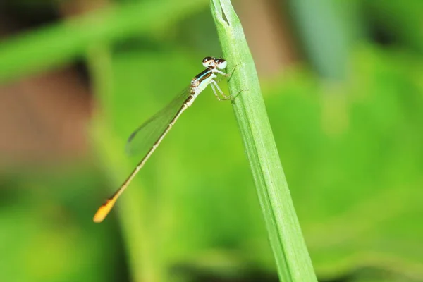 蜻蜓在自然界中的宏观画面作为背景 — 图库照片