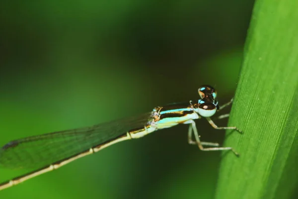 Macro Imagem Libélula Natureza Para Fundo — Fotografia de Stock