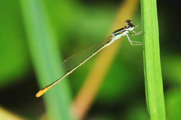 Macro Foto Libellula Nella Natura Sfondo — Foto Stock