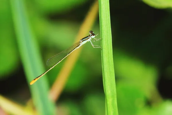 Macro Foto Van Libel Natuur Voor Achtergrond — Stockfoto