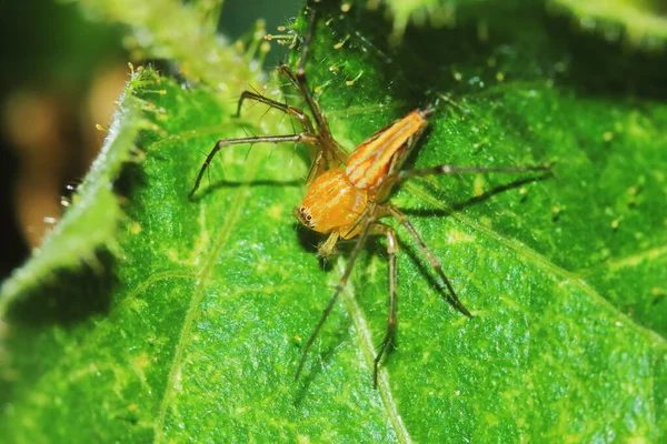 Makrofotografie Der Springenden Spinne Auf Grünem Blatt Als Hintergrund — Stockfoto