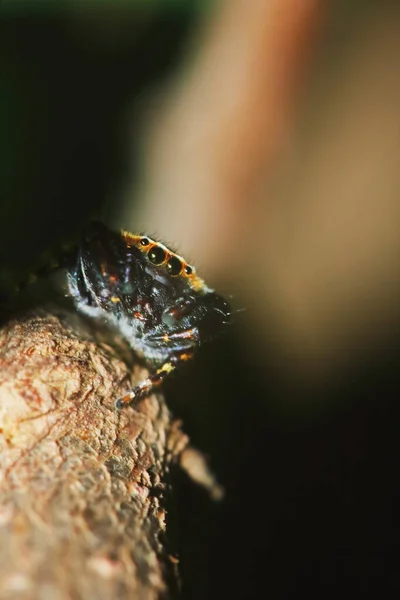 Macro Φωτογραφία Της Jumping Spider Πράσινο Φύλλο Για Φόντο — Φωτογραφία Αρχείου