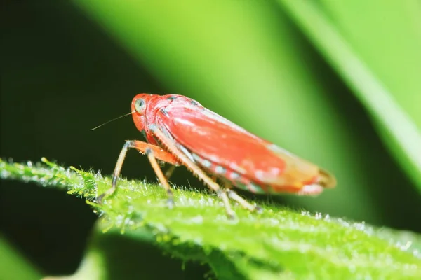 美丽的昆虫屹立在青叶上 背景为新鲜自然 — 图库照片