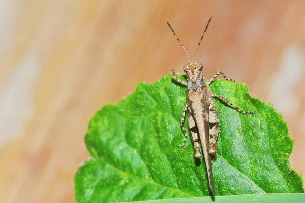 Insect Grasshopper Masked Green Leaves Sunny Background — Stock Photo, Image