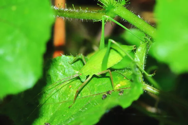Εντόμων Ακρίδα Καλύπτεται Μεταξύ Των Πράσινων Φύλλων Στην Ηλιόλουστη Για — Φωτογραφία Αρχείου