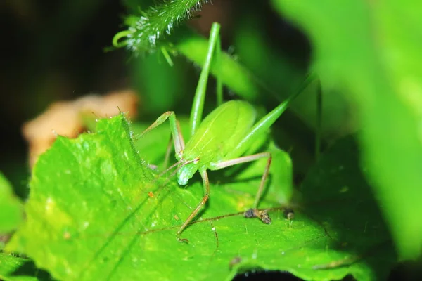 Saltamontes Insectos Está Enmascarado Entre Hojas Verdes Soleado Para Fondo —  Fotos de Stock