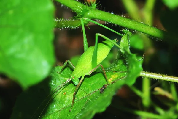 Saltamontes Insectos Está Enmascarado Entre Hojas Verdes Soleado Para Fondo —  Fotos de Stock