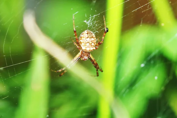 Macro Fotografia Salto Ragno Foglia Verde Sfondo — Foto Stock