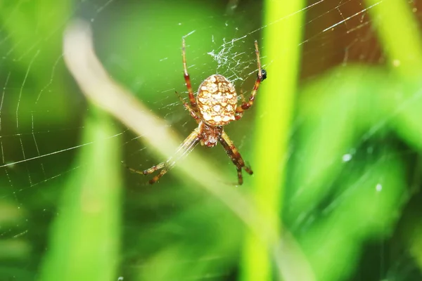 Makro Fotografi Hoppande Spindel Grönt Blad För Bakgrund — Stockfoto