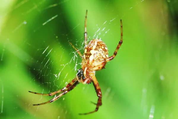 Makro Fotografi Hoppande Spindel Grönt Blad För Bakgrund — Stockfoto