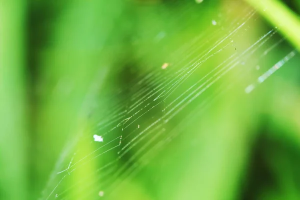 Macro Fotografia Salto Ragno Foglia Verde Sfondo — Foto Stock