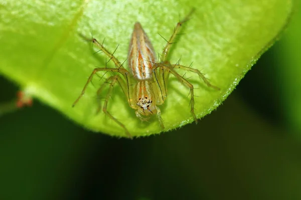 Makrofotografie Der Springenden Spinne Auf Grünem Blatt Als Hintergrund — Stockfoto