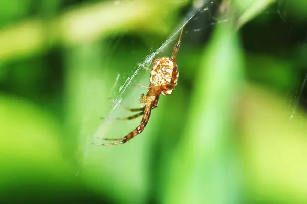 Macro Fotografia Salto Ragno Foglia Verde Sfondo — Foto Stock