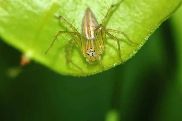 Makro Fotografi Hoppande Spindel Grönt Blad För Bakgrund — Stockfoto