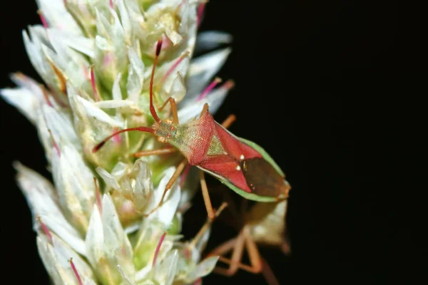 Gevaarlijk Voor Plant Insect Stank Bug Close — Stockfoto