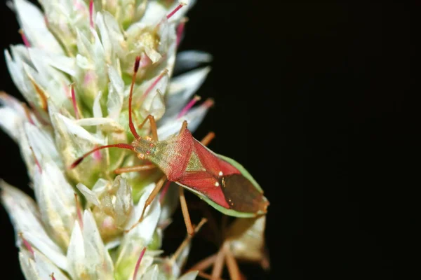 식물의 냄새가 벌레가 가까이 있으면 위험하다 — 스톡 사진