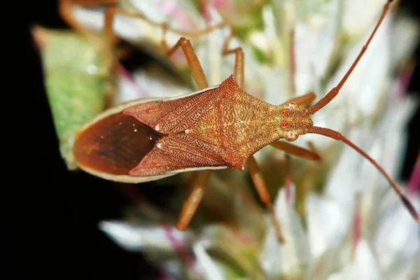 Gefährlich Für Pflanzeninsekten Stinkwanze Nahaufnahme — Stockfoto