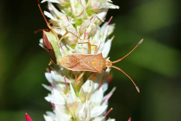 Bitki Böcekleri Için Tehlikeli Koku Böceği Yakından Geliyor — Stok fotoğraf