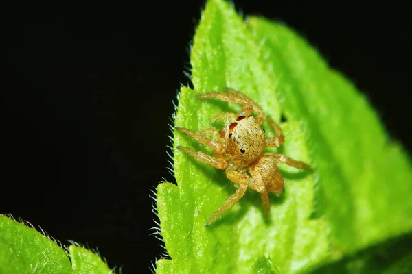 Macro Fotografie Van Jumping Spider Groen Blad Voor Achtergrond — Stockfoto