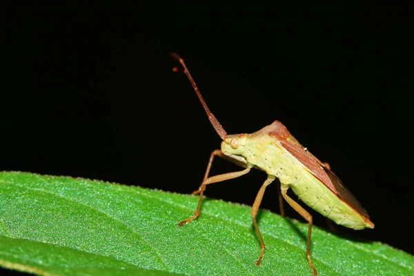 Bitki Böcekleri Için Tehlikeli Koku Böceği Yakından Geliyor — Stok fotoğraf