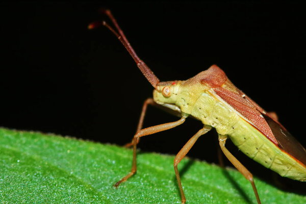 dangerous for plant insect stink bug in close up 