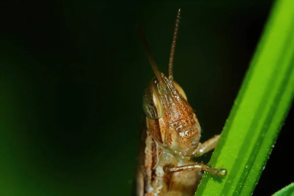 Beautiful Insect Grasshopper Masked Green Leaves Sunny Background — Stock Photo, Image