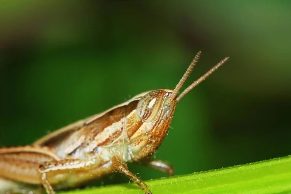 Insectensprinkhaan Gemaskeerd Tussen Groene Bladeren Zonnig Voor Achtergrond — Stockfoto