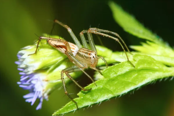 Macro Photographie Araignée Sauteuse Sur Feuille Verte Pour Fond — Photo