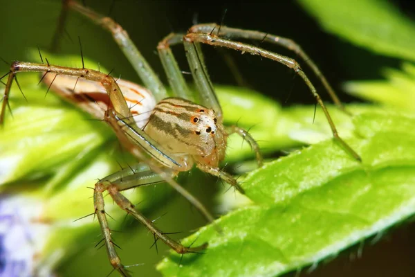 Macro Φωτογραφία Της Jumping Spider Πράσινο Φύλλο Για Φόντο — Φωτογραφία Αρχείου