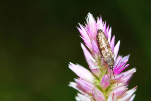 紧密接触植物昆虫臭虫的危险 — 图库照片
