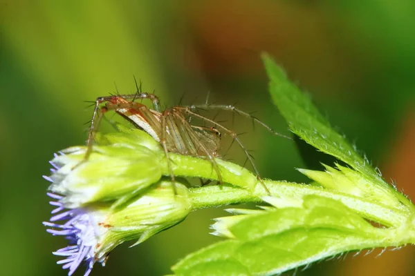 Macro Fotografie Van Jumping Spider Groen Blad Voor Achtergrond — Stockfoto