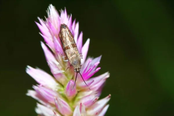 Gevaarlijk Voor Plant Insect Stank Bug Close — Stockfoto