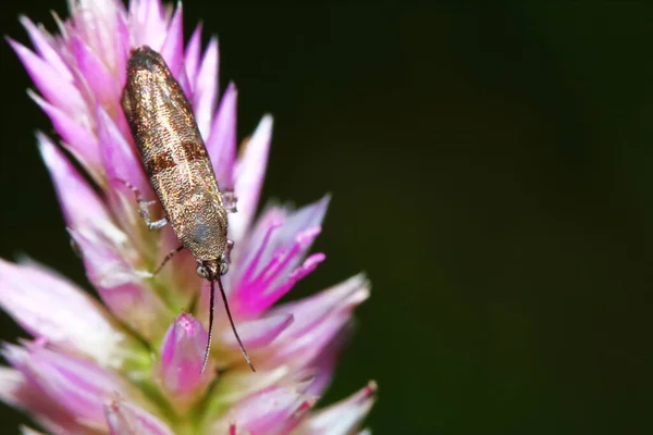 Makrofoto Eines Schmetterlings Aus Nächster Nähe Auf Grünem Blatt Frischer — Stockfoto