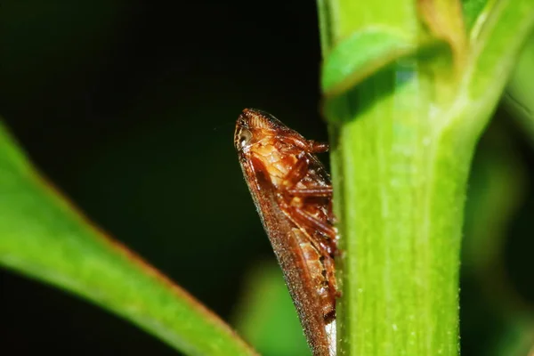 메뚜기는 사이에 감싼다 — 스톡 사진